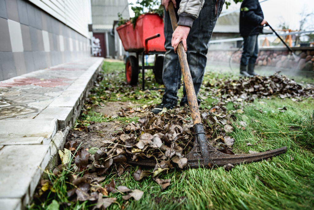 Workers performing spring yard cleanup, removing fallen leaves and debris from grass, with a wheelbarrow in the background, emphasizing seasonal landscaping services in Lexington, MA.
