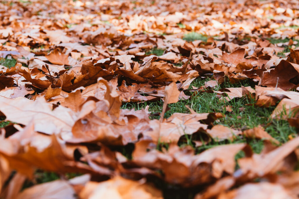Fallen brown leaves covering green grass, illustrating the need for fall cleanup services to prevent lawn damage and improve soil health.