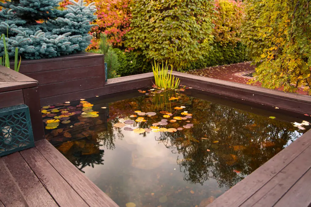 choosing the right pond size